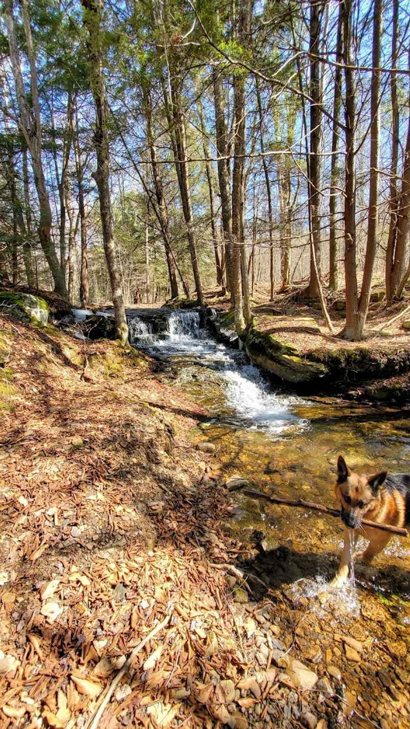 Tioga State Forest