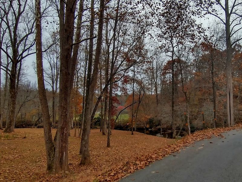 Through The Forest Tunnel At Wildcat Mountain