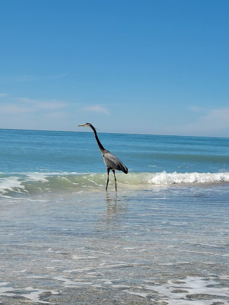 Wildlife Encounters in a Protected Coastal Habitat