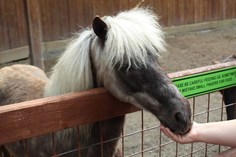 The Petting Zoo Is the Soft-Spoken Favorite