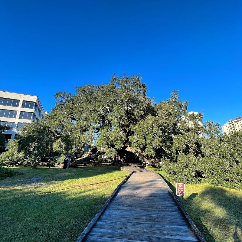 The Oak That Keeps Giving Jacksonville Shade And Seedlings