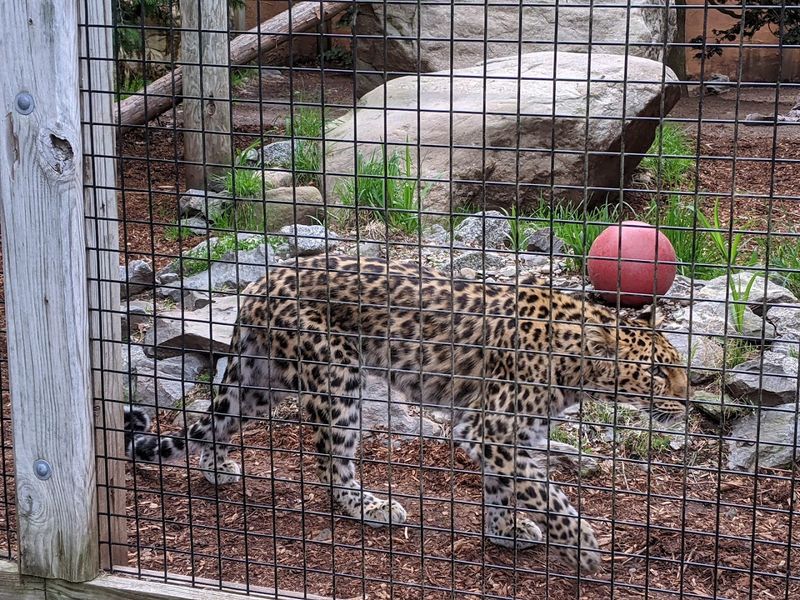 The Snow Leopard Exhibit Is Quietly Impressive