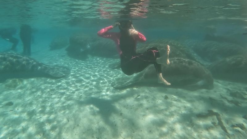 Crystal River Manatee Tours &mdash; Crystal River