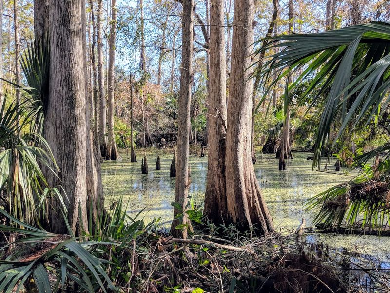 Ancient Cypress Trees Standing Guard