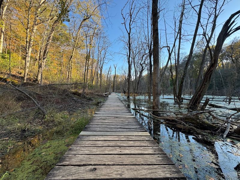 Beaver-Engineered Wetland Ecosystem