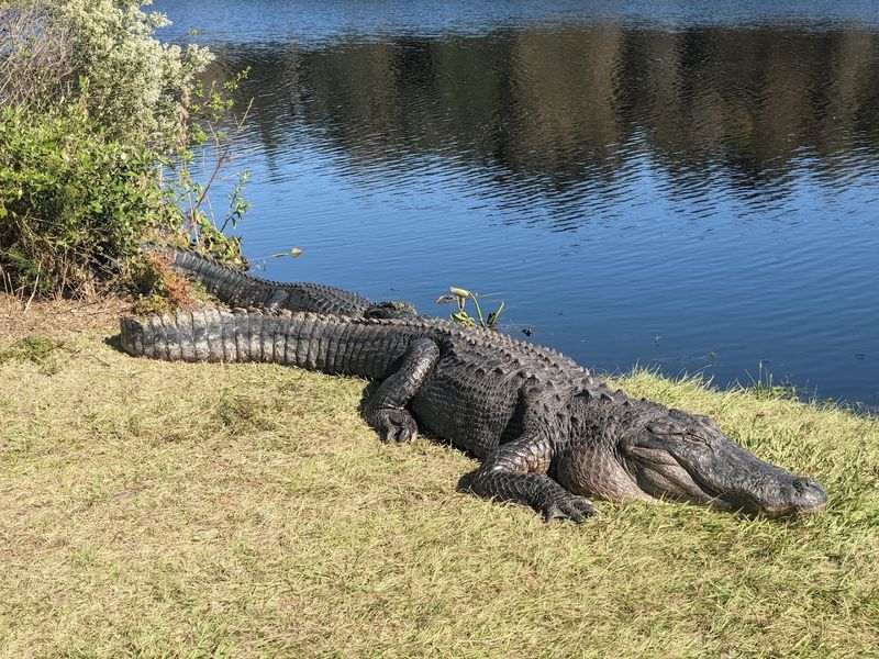 Wildlife Viewing Opportunities