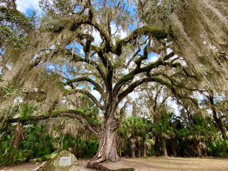 The Fairchild Oak