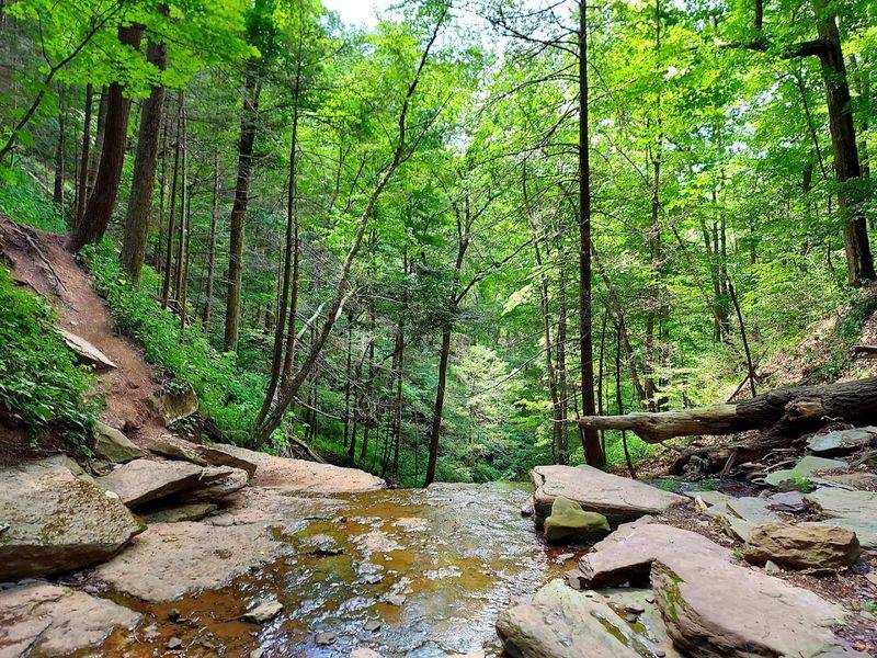 Leonard Harrison State Park, Tioga County