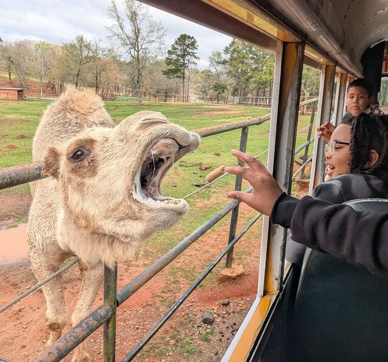 Wild Animal Safari (Pine Mountain)
