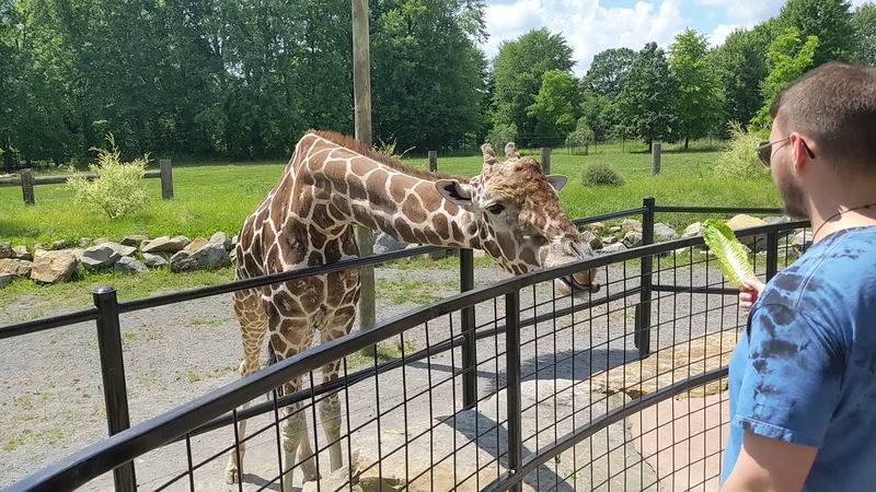 Keystone Safari &ndash; Grove City
