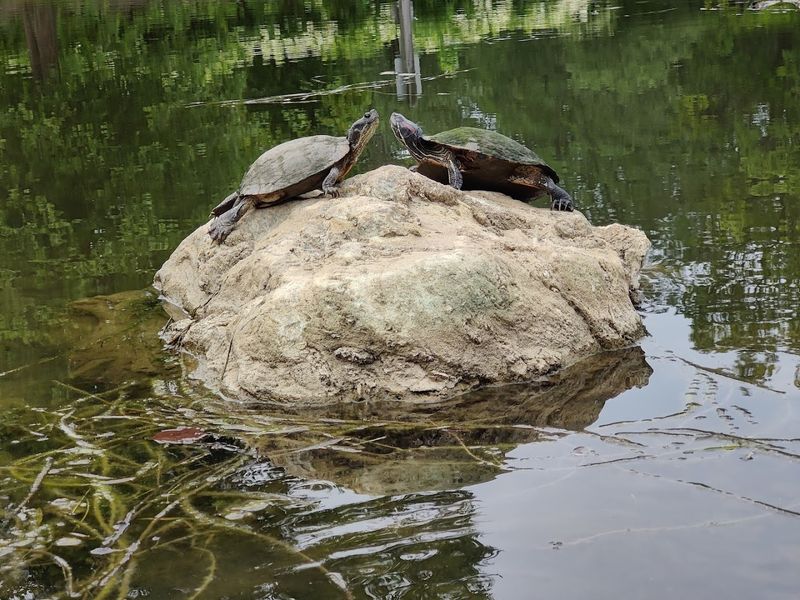 Wildlife Viewing and Seasonal Highlights