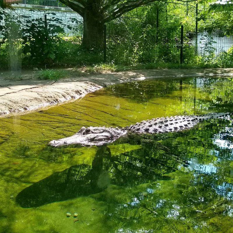 Erie Zoo 