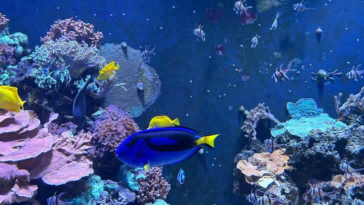 10 Aquariums In Pennsylvania That Feel Like Walking Through The Ocean