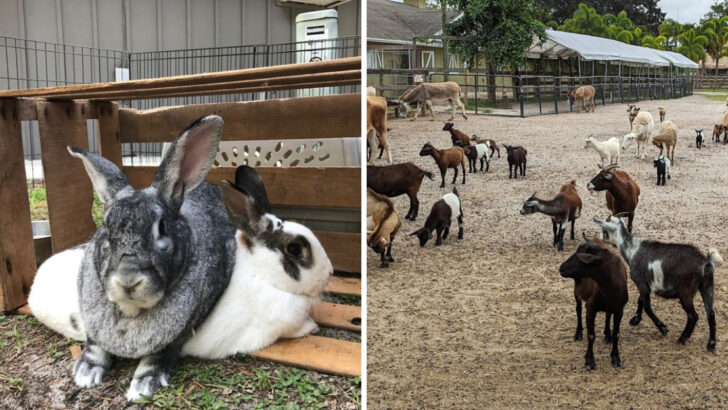 10 Biggest Animal Farms In Florida Where You Can Meet Everything From Goats To Exotic Animals