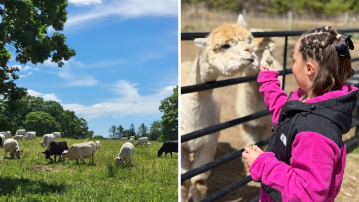 10 Biggest Animal Farms In Massachusetts That Offer Hands-On Encounters And Family Fun