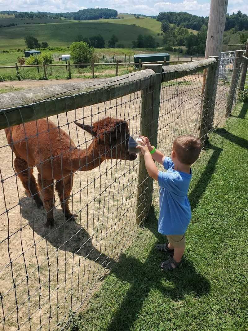 Fort Chiswell Animal Park (Max Meadows)