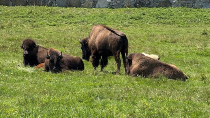 10 Connecticut Animal Attractions That Kids Never Want To Leave