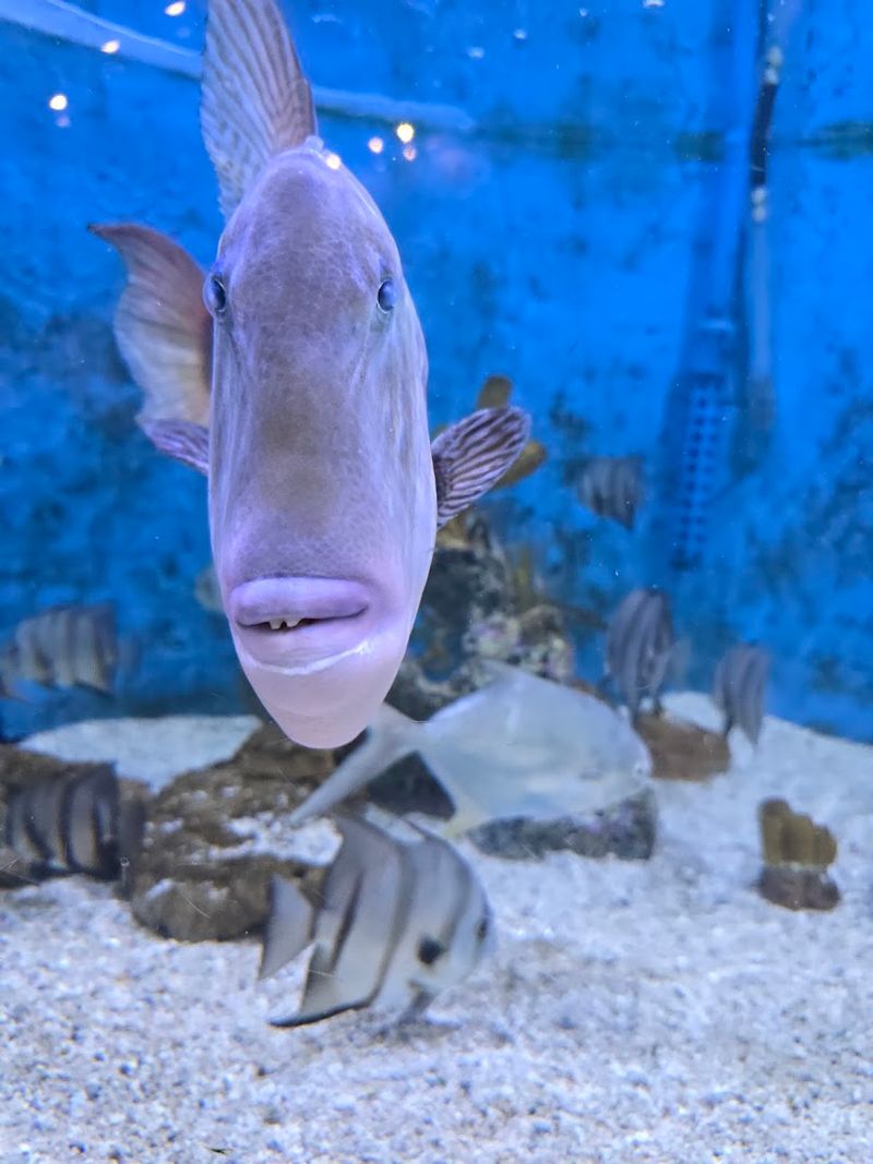 UGA Marine Education Center and Aquarium