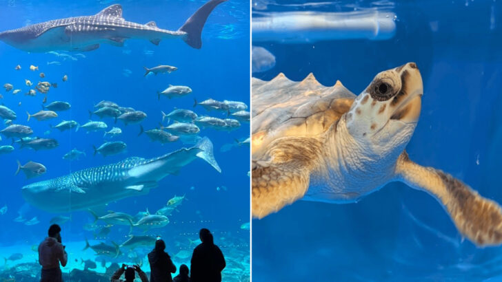10 Georgia Aquariums That Bring Sharks And Sea Life Up Close