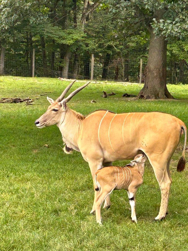 Lake Tobias Wildlife Park, Halifax, Dauphin County
