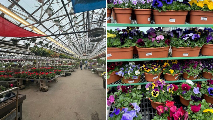 10 Massachusetts Garden Markets That Turn A Simple Shopping Trip Into A Fun Outing