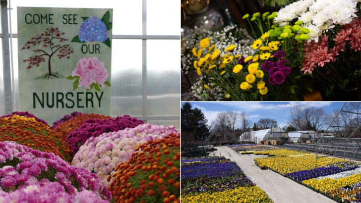 10 Michigan Garden Markets That Are A Dream Come True For Plant Lovers