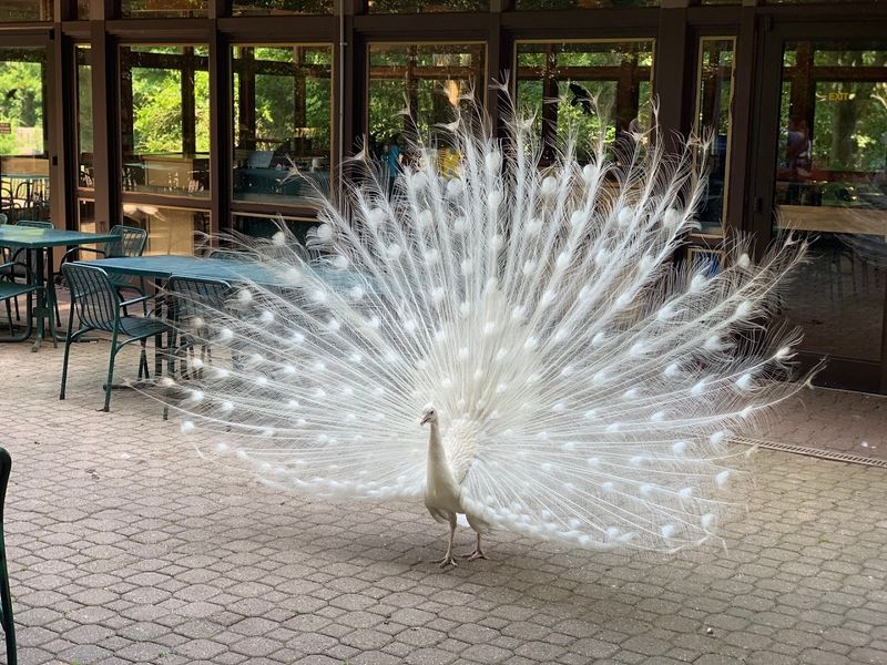 Binder Park Zoo - Battle Creek, Calhoun County