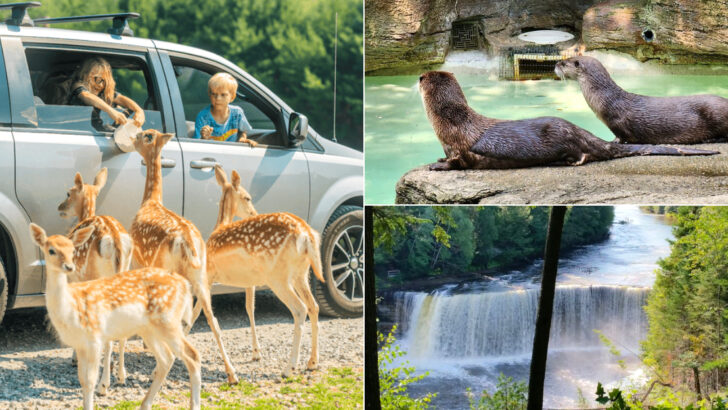 10 Michigan Safari Experiences That Deliver Memorable Wildlife Encounters