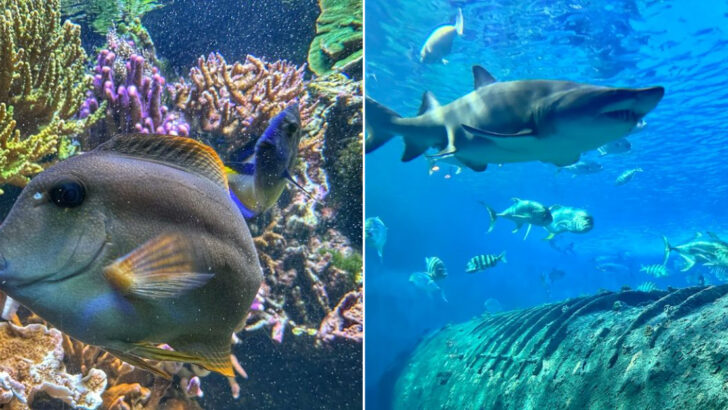 10 North Carolina Aquariums That Showcase Coastal Wildlife Beautifully
