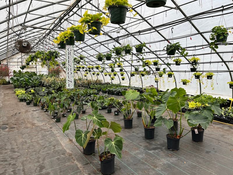 Gunters Greenhouse