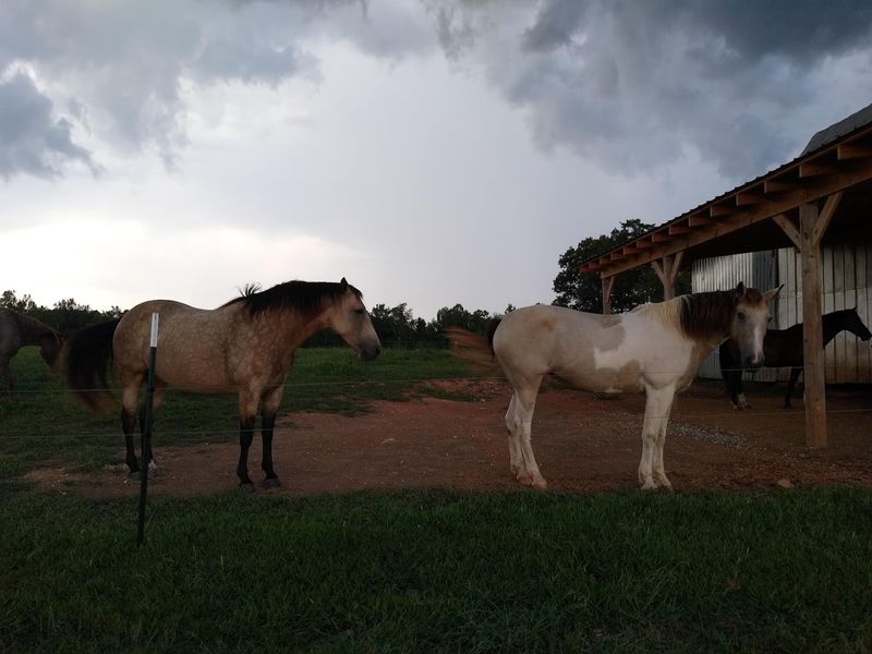 Uwharrie National Forest Equestrian Trails 