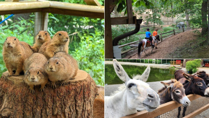 10 Pennsylvania Animal Safari Parks That Feel Surprisingly Exotic