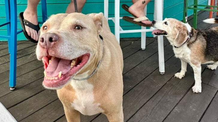 10 Pet-Friendly Restaurants In Florida Where Your Dog Can Join The Dining Experience