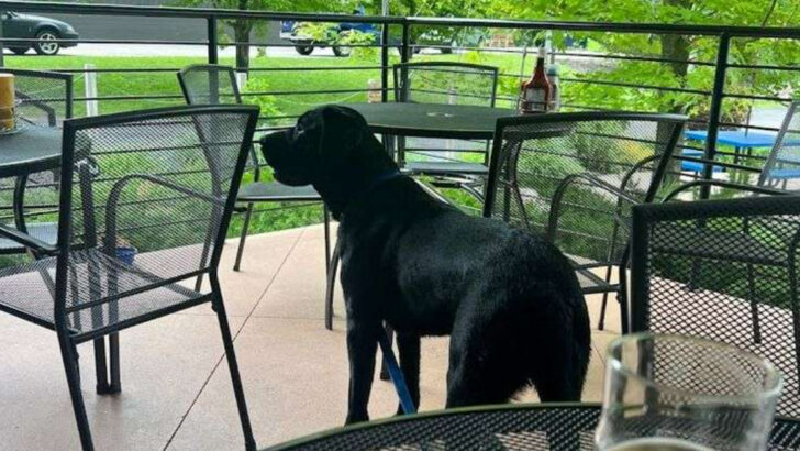 10 Pet-Friendly Restaurants In Michigan That Make Dining With Pets Simple And Fun