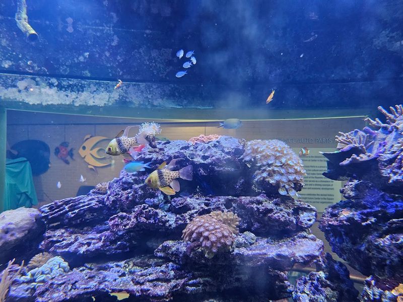 Center in the Square Aquariums