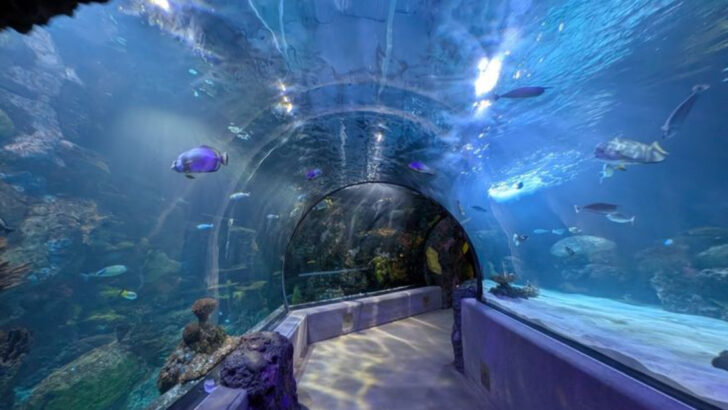 10 Virginia Aquariums That Make Ocean Life Easy To Explore