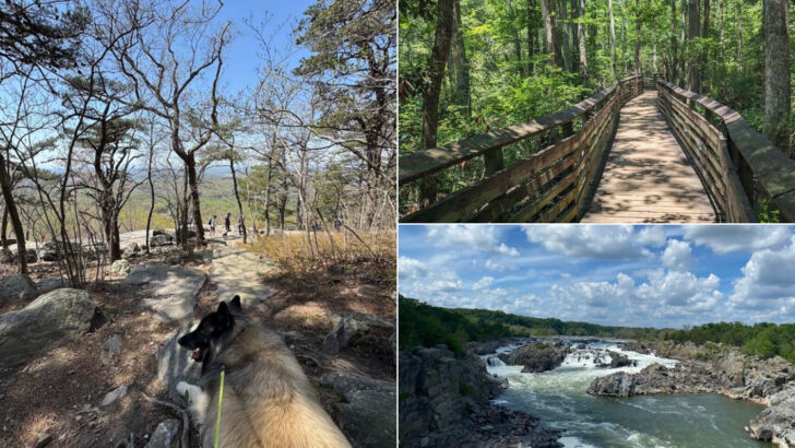 10 Virginia Pet-Friendly Spots That Dogs Seem To Love Most