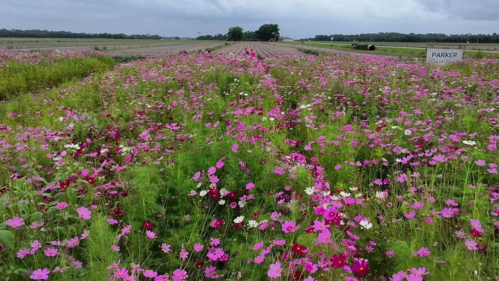 11 Florida Flower Farms Where Blooming Fields Stretch As Far As The Eye Can See