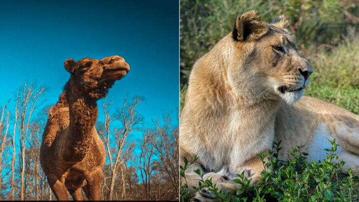 11 Georgia Animal Farms Where Visitors Can Get Up Close With Dozens Of Species