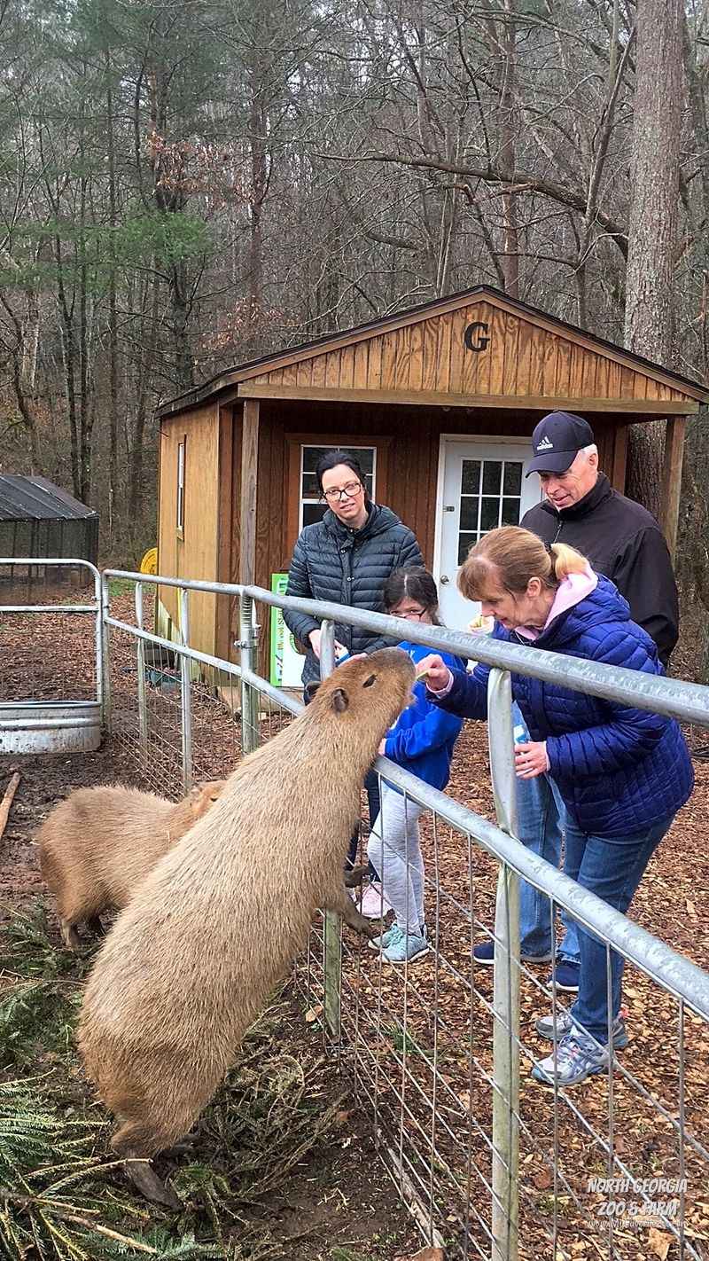 North Georgia Wildlife Park and Safari - Cleveland