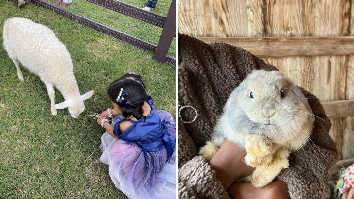 11 Georgia Animal Farms Where Visitors Can Get Up Close With Dozens Of Species
