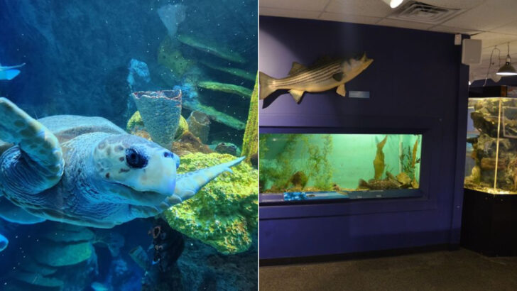 11 Massachusetts Aquariums That Turn Learning Into An Experience