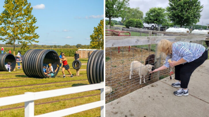 11 Michigan Animal Farms Packed With Animals, Activities, And Open Space