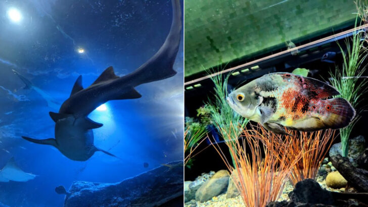 11 Michigan Aquariums That Blend Education And Entertainment Perfectly
