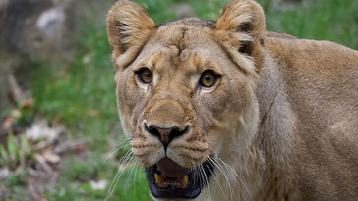11 Michigan Zoos That Turn Family Outings Into Memorable Adventures