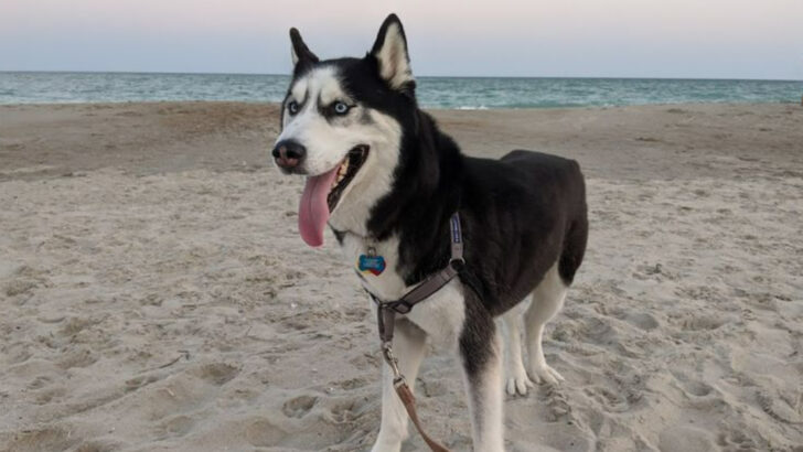 11 North Carolina Attractions That Make Traveling With Dogs Easy