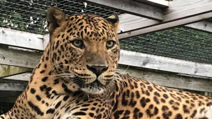11 Pennsylvania Animal Farms Where Visitors Can Meet Hundreds Of Friendly Animals