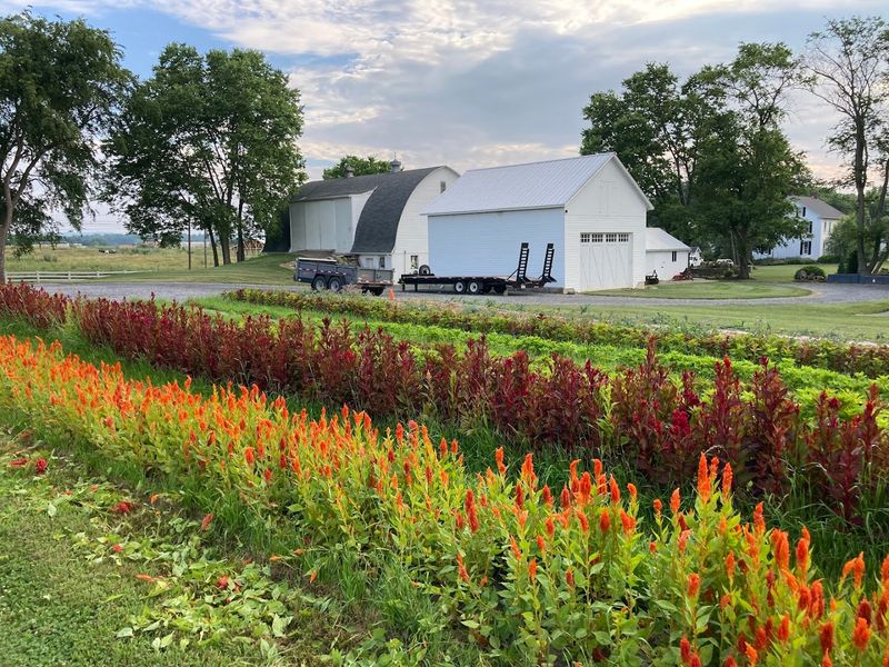 Roots Cut Flower Farm
