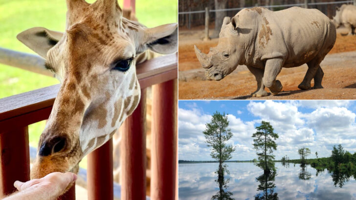 11 Virginia Wildlife Parks That Make Every Visit Feel Like A Safari