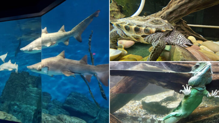 12 Connecticut Aquariums That Bring The Ocean Indoors In Style
